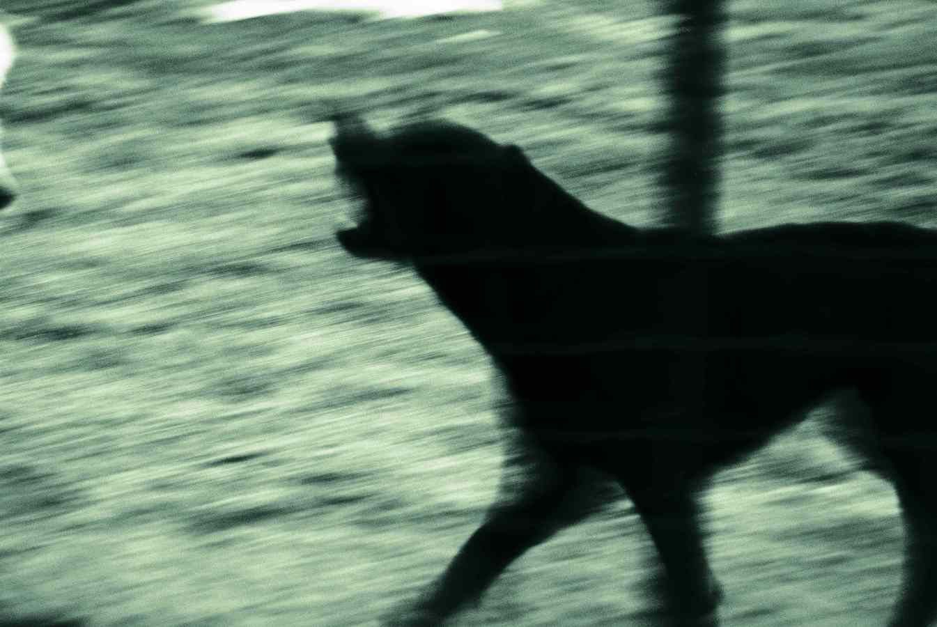 Black Dog 2, Depression collection